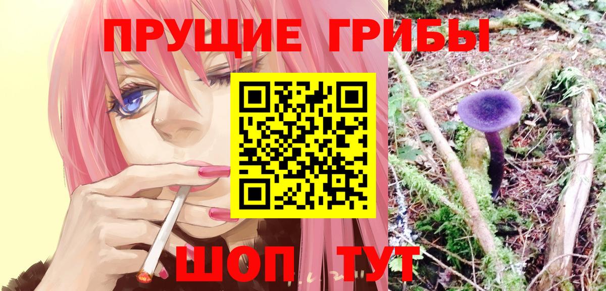 Галлюциногенные грибы Psilocybe Братск